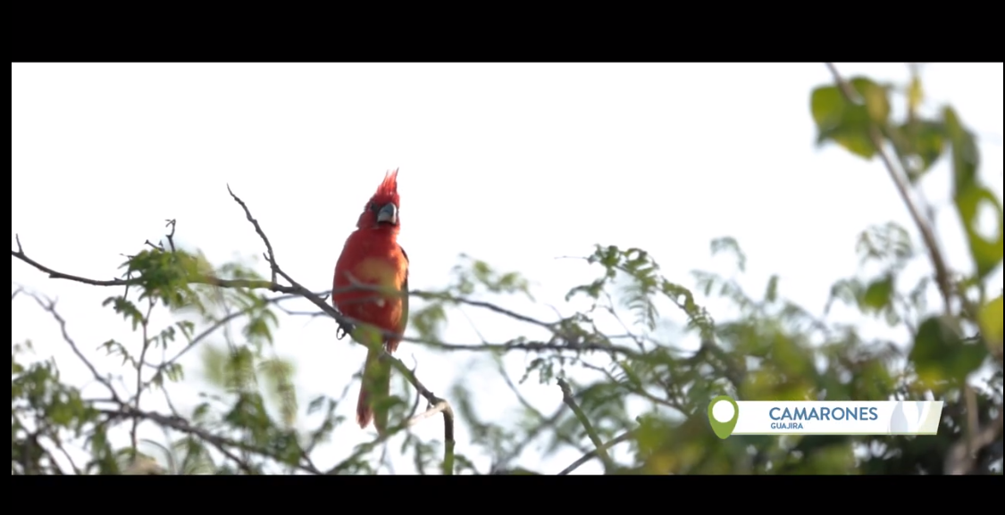 Programa Birding Guajira