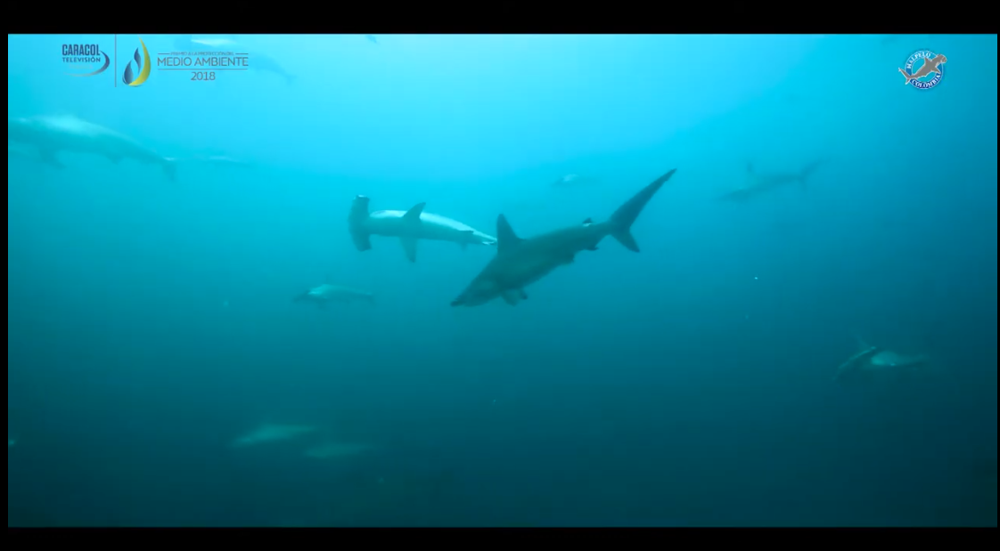 Programa de la Fundación Malpelo 