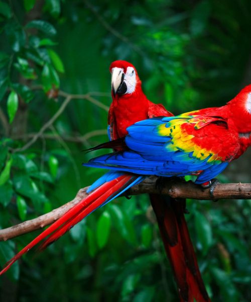 scarlet macaw