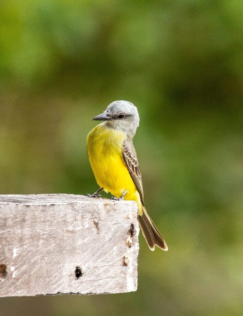 Pajaro amarillo