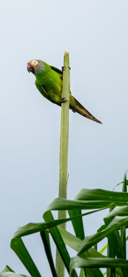 Pajaro verde